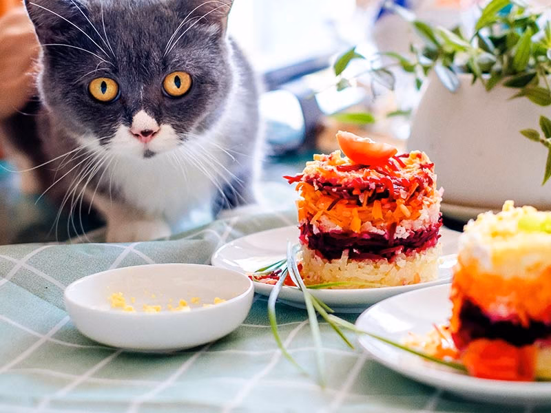 Adult Cat Food