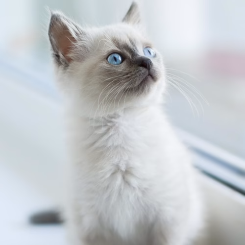 Pet Care Items